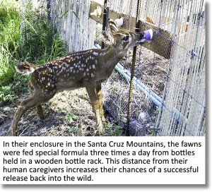 The Fawns