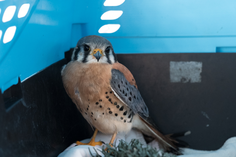 American Kestrel