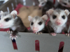 Virginia Opossums