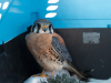 American Kestrel