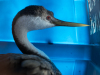 Western Grebe