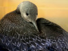 Common Loon