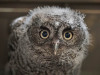 Western Screech Owl