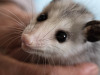Virginia Opossum