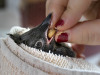 Stellar's Jay