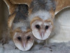 Barn Owl Story 3