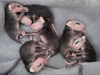 Virginia Opossums