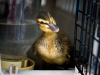 Mallard Duckling
