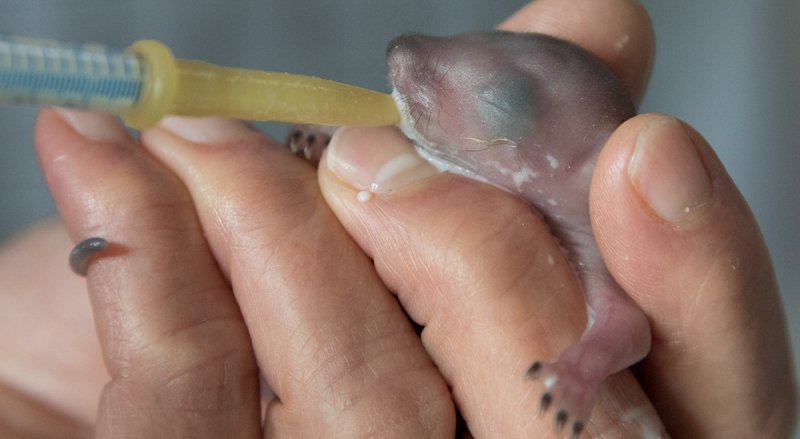 BD0A3581-NFG-Pink-Squirrel