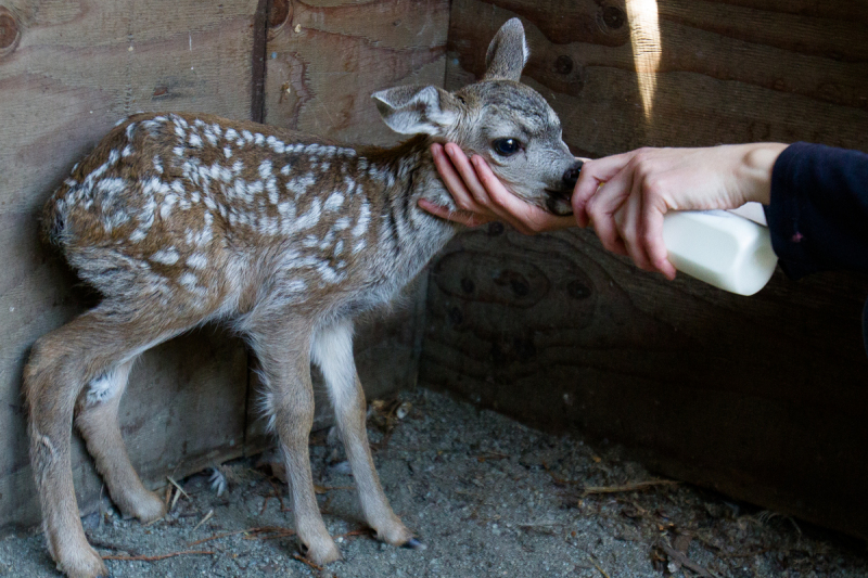 California Mule Deer