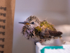 Anna's Hummingbird