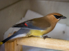 Cedar Waxwing
