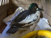 Common Goldeneye
