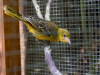 Hooded Oriole