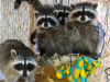 Raccoon