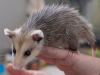 Virginia Opossum