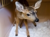 This young Black-Tailed Deer was rescued on April 25 by a man who saw it on the side of Trout Gulch Rd. He waited for two hours for the mother to return. When she did not, he transported the fawn to NAR. The fawn is currently being bottle fed every 3-4 hours from 8am until midnight, and as soon the bottle feedings are down to two a day, the fawn will be transferred to a deer enclosure in Boulder Creek. We have found that it's better for fawns to be transferred as early as possible to provide them with more space and reduce their contact with humans. As fawns mature, the rehabber stops handling them and bottle-feeds them through a wooden feeding-station in the fence so the fawns can't see the rehabber and stops associating people with food. We always try to have at least two fawns per enclosure to reduce their focus on humans.