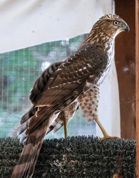 Hawk, Cooper's