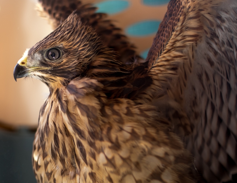 Hawk, Red-shouldered