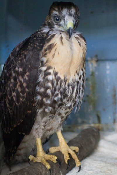 Hawk, Red-tailed