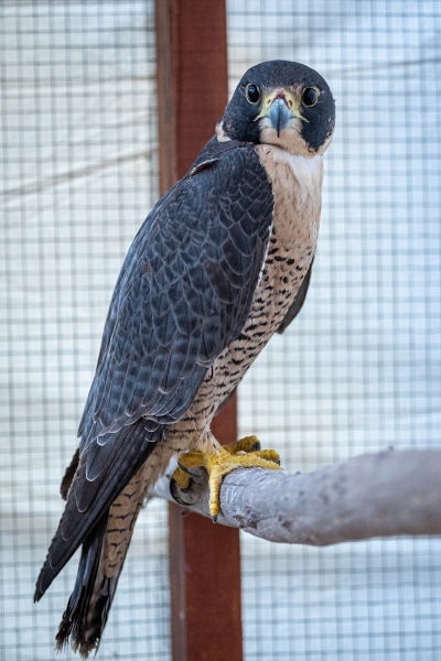 Peregrine Falcon