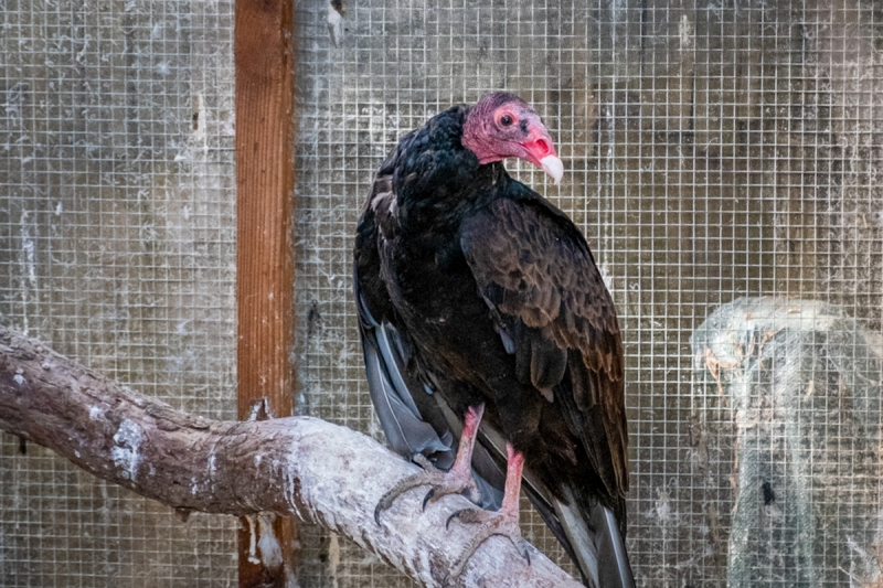Turkey Vulture