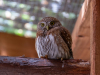 Owl, Northern Pygmy