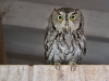 Owl, Western Screech