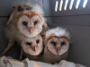 Owls, Barn