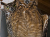 Owls, Great Horned