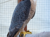 Peregrine Falcon