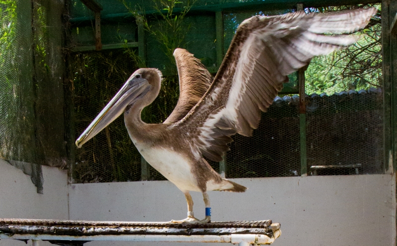 Brown Pelican