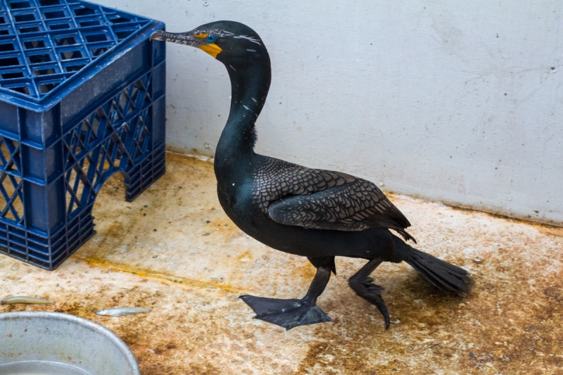 Cormorant, Double-crested