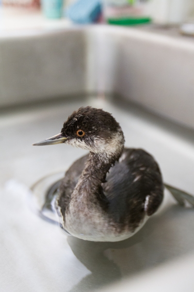 Grebe, Eared