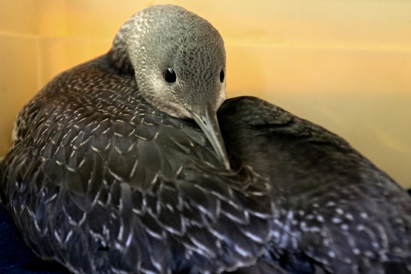 Loon, Red-throated