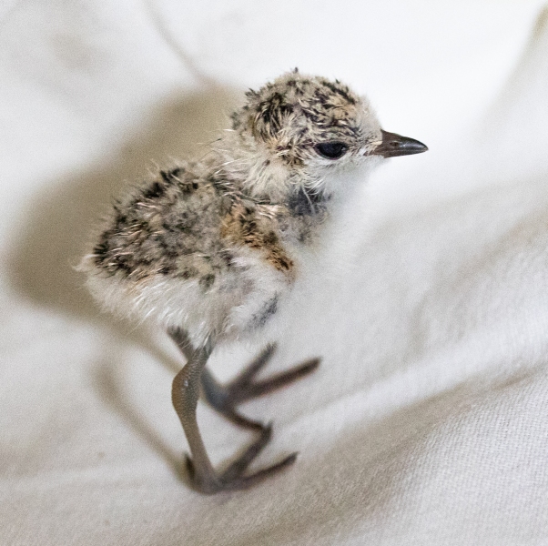 Snowy Plover