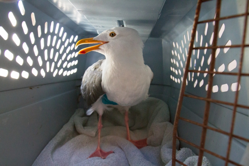 Western Gull