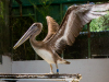 Brown Pelican