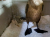 Cormorant, Brandt's