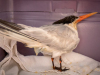 Elegant Tern
