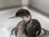 Grebe, Eared