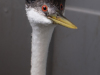 Grebe, Western