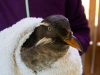 Rhinocerus Auklet