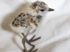Snowy Plover