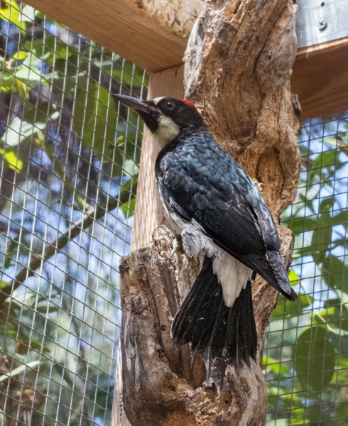 Acorn Woodpecker