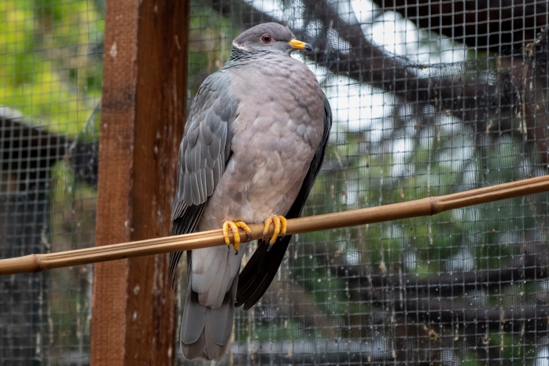 Band-tailed Pigeon