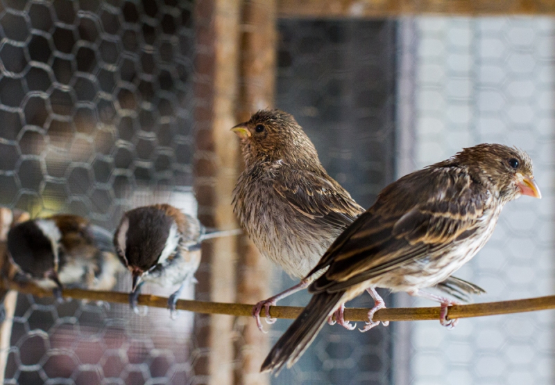 Chestnut-back Chickadees (L), House Finches (R)