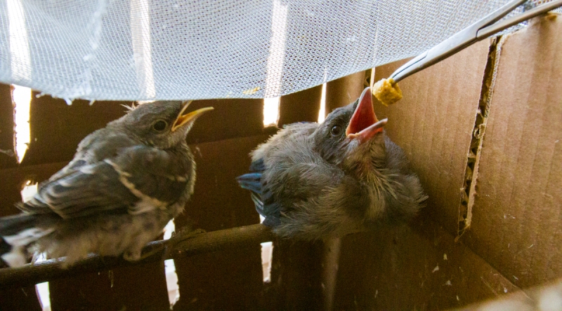 Mockingbird (L), Western Scrub Jay (R)