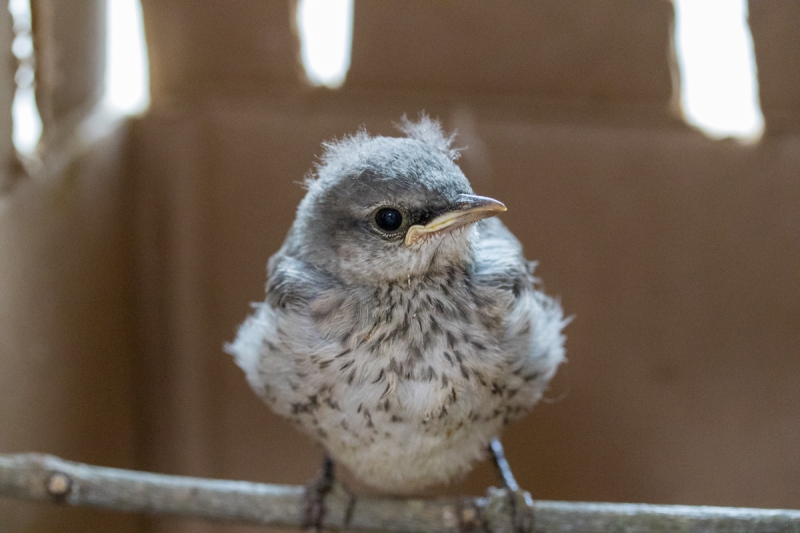 Mockingbird (juvenile)