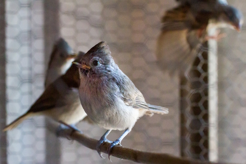 Oak Titmouse